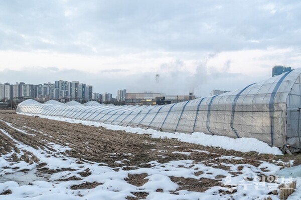 오산시 초평동 폭설피해를 입은 비닐하우스 모습. (사진=오산시)