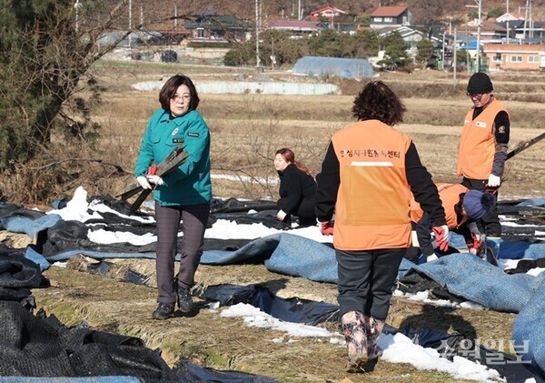 김보라 안성시장(왼쪽)이 8일, 공휴일도 반납한채 안성시자원봉센터 회원들과 함께 폭설피해 농가에서 복구작업을 벌이고 있다. (사진=안성시)