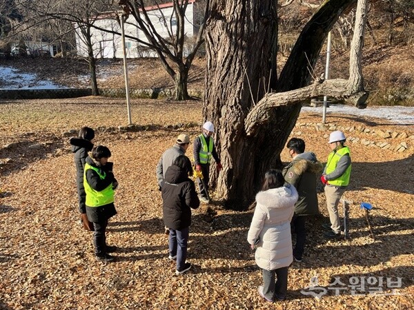 구리시청 관계자와 전문가들이 은행나무 복토 높이를 조사하고 있다. (사진=구리시)