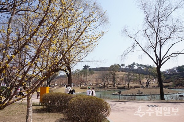 화성 용연에 핀 산수유꽃. (사진=김우영)