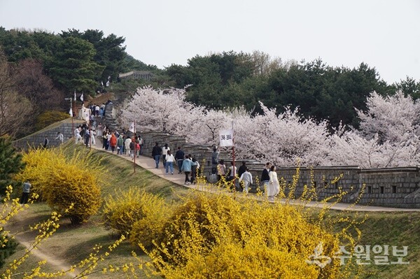 팔달산에 만개한 벚꽃과 개나리꽃. (사진=김우영)
