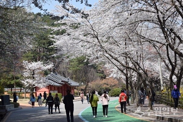 팔달산 벚꽃길. (사진=김우영)