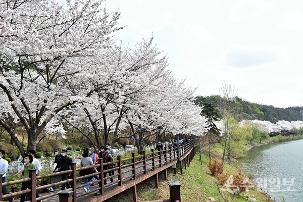 광교산 입구 광교저수지 산책길에 조성된 벚나무 길. (사진=김우영)