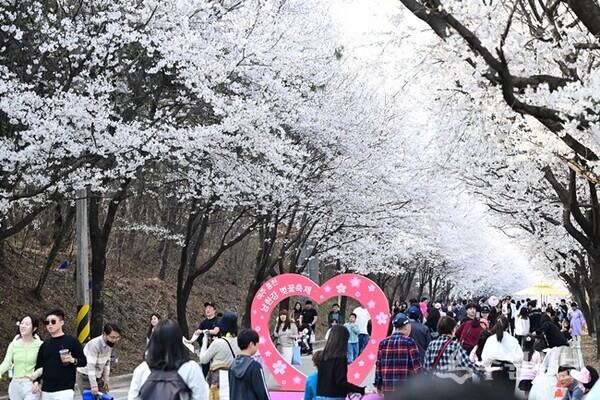 사진은 지난해 여주시 '흥천 남한강 벚꽃축제' 모습. (사진=경기도)