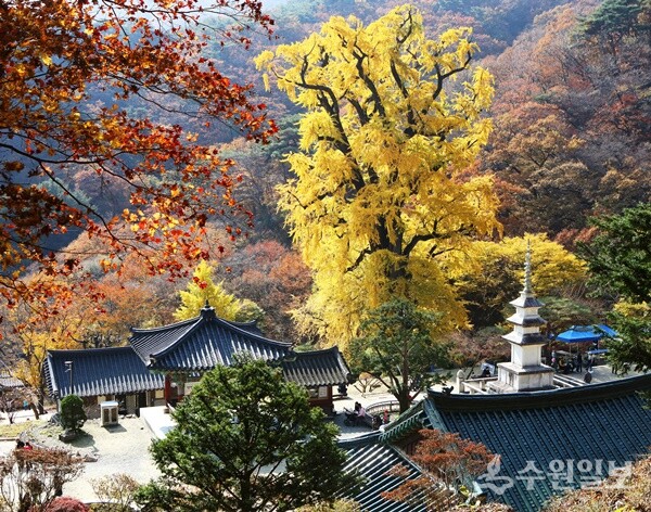 용문사 천년은행나무. (사진=양평군)