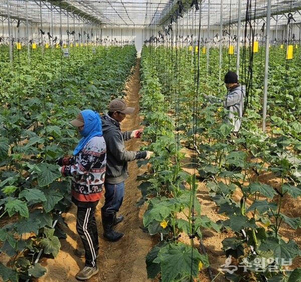 양주시 백석읍 한 농가에서 외국인계절근로자가 오이순을 다듬고 있다. (사진=경기도)