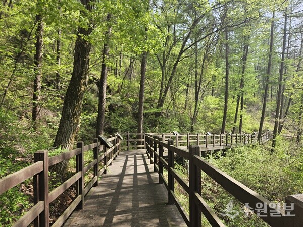 용인시는 처인구 왕산리 산93번지 인근 태교숲길의 파손된 시설물을 보수했다. (사진=용인시)