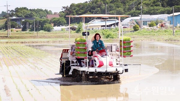 김보라 안성시장이 직접 이앙기에 탑승해 '수찬미' 모내기를 시연하고 있다. (사진=안성시)
