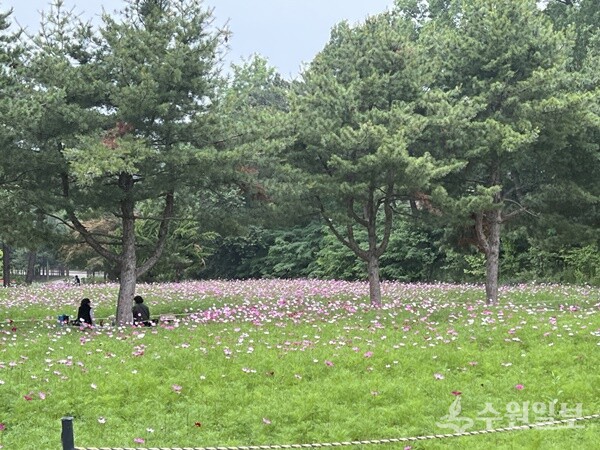 탑동시민농장에 조성한 코스모스 꽃밭. (사진=수원시)