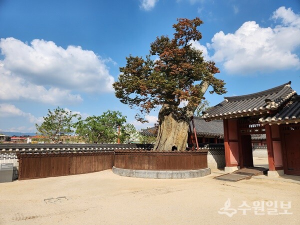 화성행궁 안 느티나무. (사진=화성연구회 한정규 이사)