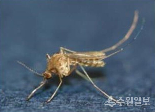 작은빨간집 모기. (사진=수원시)