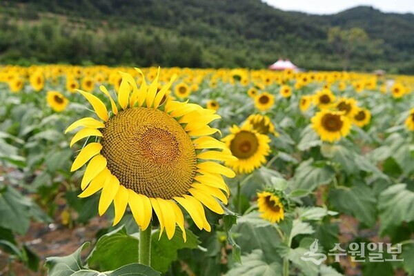 ‘교동도 난정 해바라기 정원 축제. ’(사진=강화군)