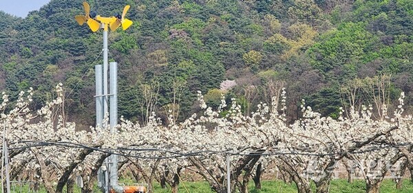 이천시 농업기술센터가 ‘과수(배) 상습 기상재해 지역 안정 생산 구축’으로 ‘2026년 지역전략작목 육성’ 공모사업에 최종 선정됐다. 사진은 관내 배 과수원. (사진=이천시)