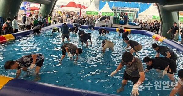 ‘제17회 강화도 새우젓 축제’에서 펼쳐진 왕새우잡기 행사. (사진=강화군)