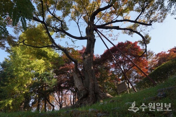 매향동 느티나무. (사진=김우영)