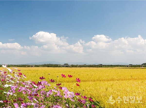 ‘임금님표 이천쌀’을 생산하는 이천 평야지대. (사진=이천시)