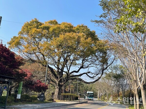광교산길에 있는 하광교느티나무. (사진=이용창 화성연구회 이사)