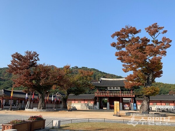 화성행궁 신풍루 앞의 어르신 느티나무들. (사진=이용창 화성연구회 이사)