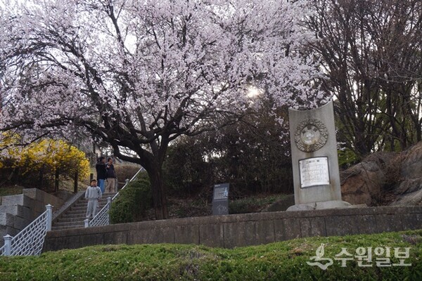 팔달산 고향의 봄 노래비 옆 살구꽃. (사진=김우영)