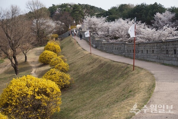 서북각루에서 팔달산 방향 개나리꽃과 벚꽃. (사진=김우영)