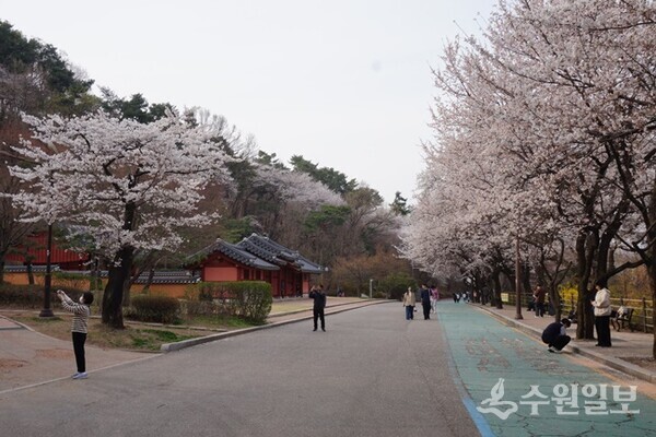팔달산 회주도로 성신사 앞 벚꽃. (사진=김우영)
