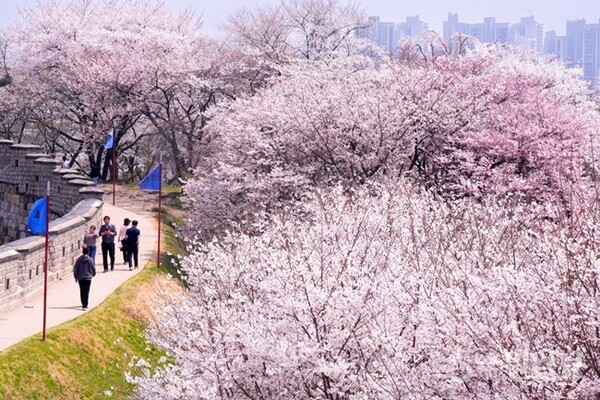 수원화성 동장대에서 동북각루로 내려오는 성곽길에 벚꽃이 활짝 피어 있다.(사진=수원시)