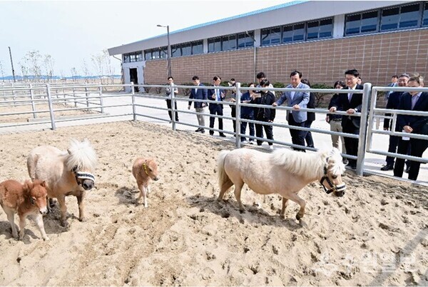 김대순 경기도 행정2부지사(오른쪽 두번째)가 말 복지 휴양목장을 둘러보고 있다. (사진=경기도)