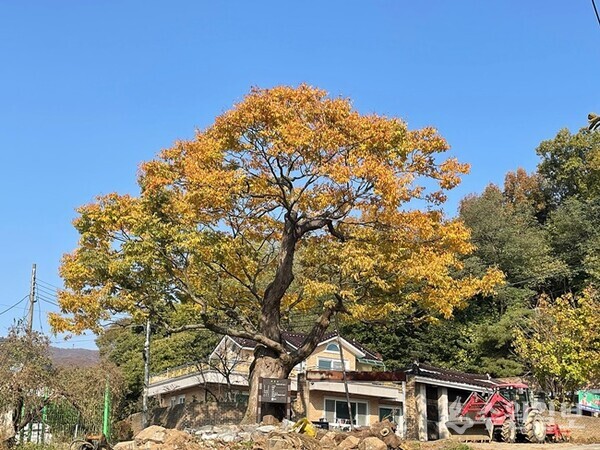 상광교동 중간말 민가에 있는 느티나무 고목. (사진=이용창 화성연구회 이사)
