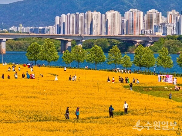구리시, 유채꽃 축제 현장 모습. (사진=구리시)