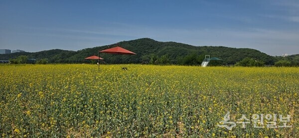 용인시 기흥구 공세동 기흥호수공원에 조성된 유채꽃 단지 모습. (사진=용인시)