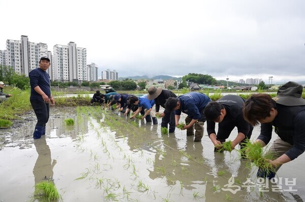 이천시4-H연합회 회원들이 손 모내기 작업을 하고 있다. (사진=이천시)