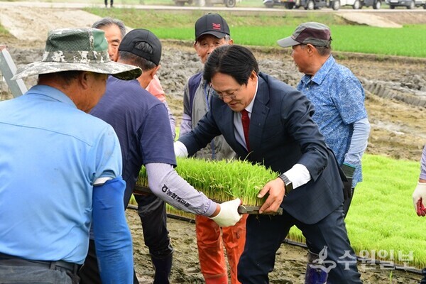 박용철 군수가 재선 확정 후 첫 공식행보로 4일 오전 강화읍 용정리 예비모 공급 현장을 방문, 모판을 나르고 있다. (사진=강화군)