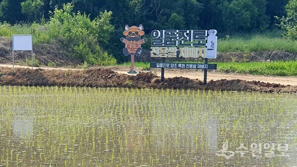 이천시, ‘주향미’ 재배단지 조성 모습. (사진=이천시)