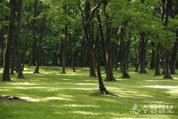 융건릉 숲길의 모습. (사진=화성특례시)