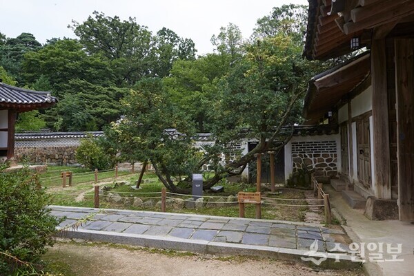 화성 융릉 개비자나무. (사진=화성특례시)