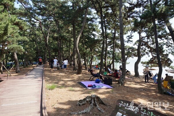 황금해안길 3코스 해송숲. (사진=김우영)