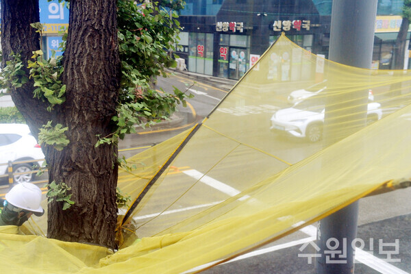 21일 수원시 팔달구 매산동 한 도로가에서 수원시 공원녹지사업소 관계직원들이 가을철 악취 발생 및 미관을 해치는 은행열매를 받기 위해 낙과수집망을 설치하고 있다.