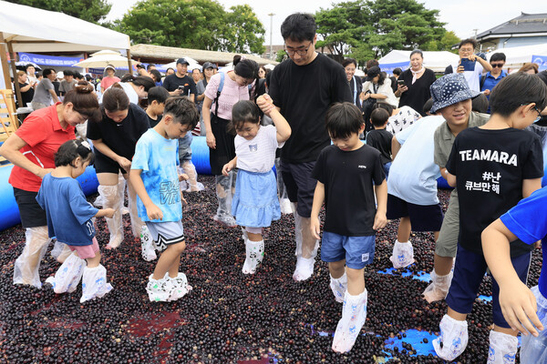 송산포도축제 방문객들이 포도를 밟고 있다 (화성시 제공)
