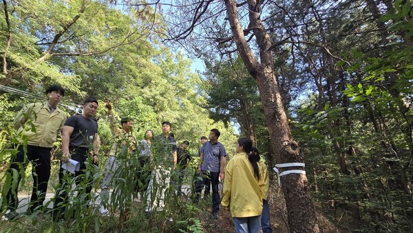 오산시에서 소나무재선충병이 발생함에 따라 경기도가 역학조사와 긴급방제 등에 나섰다. 경기도 제공